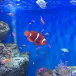 うみの杜水族館
